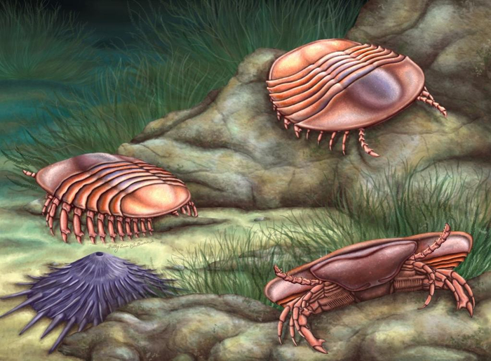 达子小盾形虫复原图。（云南大学供图）