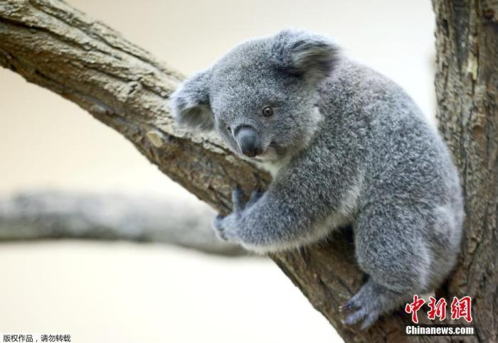 资料图：一只考拉抱着树枝。