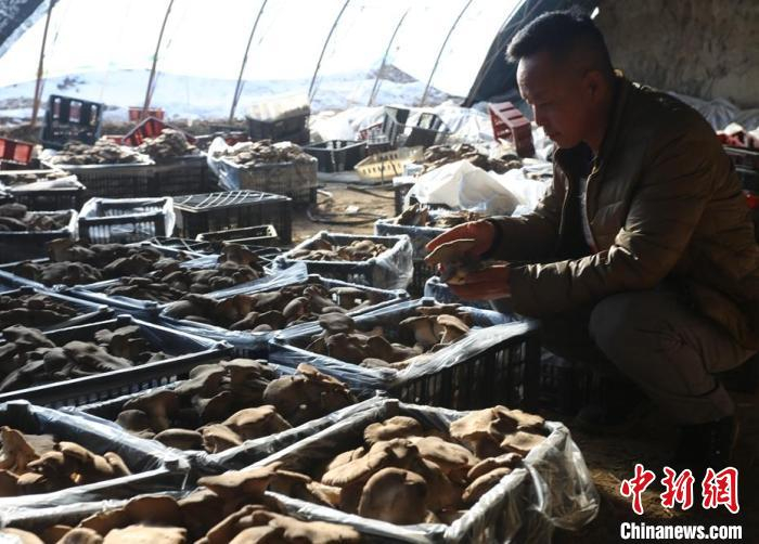 孙学利将采摘好的雪莲菇装箱运往市场。　陶拴科 摄