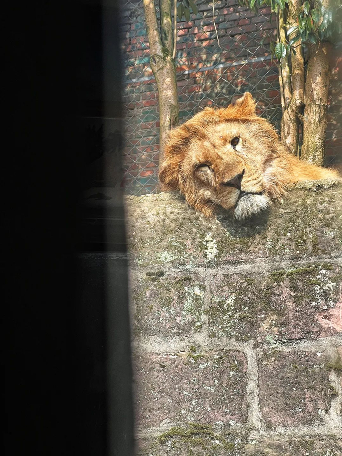 重庆永川乐和乐都主题公园里歪头晒太阳的狮子 布·视觉/邹乐 摄