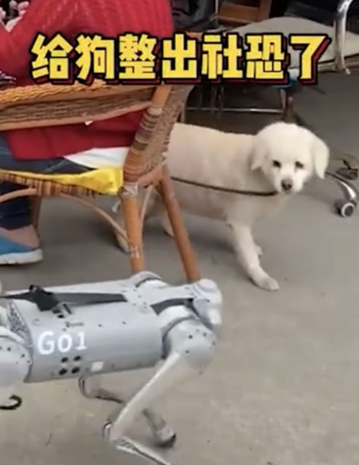 机器狗与宠物狗相遇&nbsp; &nbsp;来源：@我苏特稿 视频截图