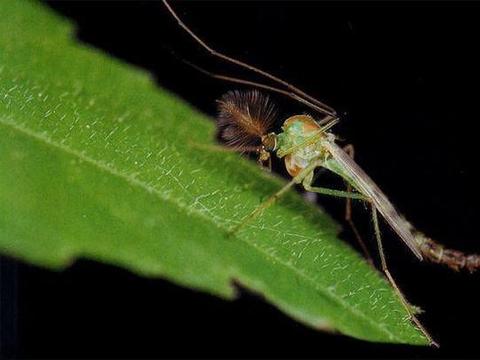 世界十大昆虫你见过几个？