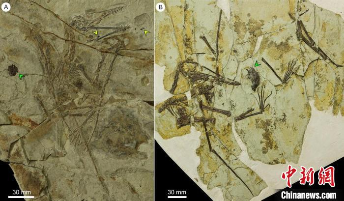 与食团共同保存的两件中国鲲鹏翼龙化石。　中科院古脊椎所  供图