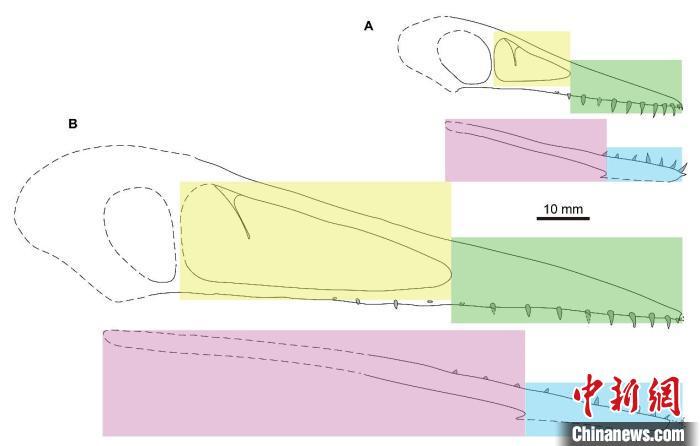 中国鲲鹏翼龙幼年和成年头骨比较，显示大小接近的牙齿。　中科院古脊椎所  供图
