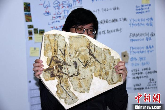蒋顺兴展示介绍最新研究发现食团的中国鲲鹏翼龙化石标本。　中新社记者 孙自法 摄