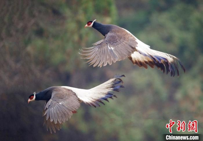 山西境内褐马鸡数量增长至18000只左右，分布区域由吕梁山扩散至太行山、太岳山、中条山等地。　樊恩宇 摄