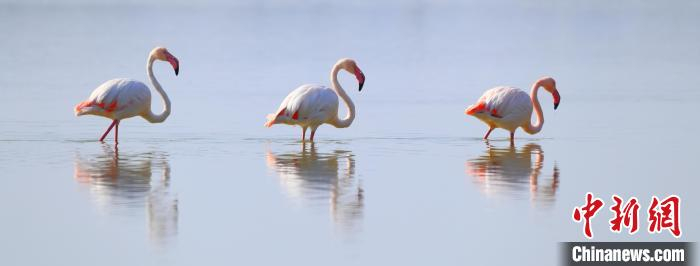 山西运城盐湖，迁徙至此越冬的火烈鸟，是拍鸟爱好者争相追逐的“明星”。　樊恩宇 摄
