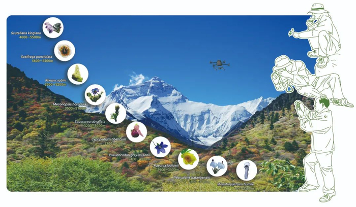 泛喜马拉雅生境和植物  王强供图