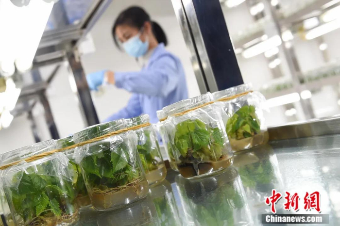 实验室内的桑树种质资源。中新社记者 何蓬磊 摄
