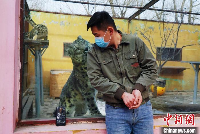 图为雪豹“奶爸”史寿军直播休息时与雪豹互动。　马铭言 摄