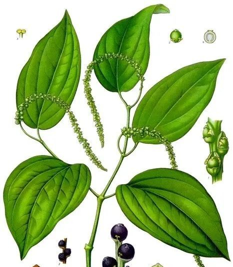 【植物界全系列】胡椒目—胡椒科(中)