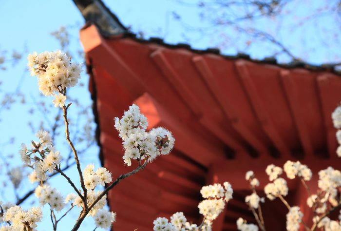 雨水节气时期也是梅花盛放的季节 图 视觉中国