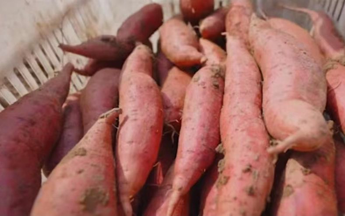 清德铺红薯。视频截图