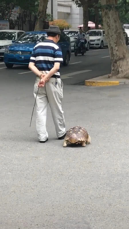 老大爷上街遛乌龟，乌龟走的不紧不慢，网友：回家就天黑了|木棍|训练|遛狗|散步|退休_新浪新闻
