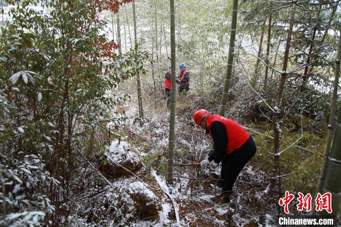 国网古田公司吉巷乡供电所组织党员服务队对10千伏上三线线路进行特巡及树木清障，确保当地用电安全。　陈文 摄