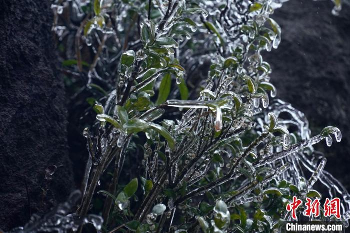 图为惠州罗浮山飞云顶上的冰挂。　博罗融媒供图