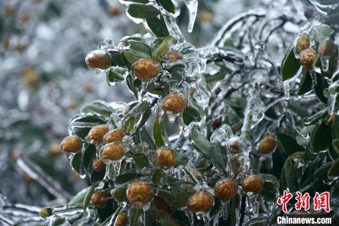 图为惠州罗浮山飞云顶上的冰挂。　博罗融媒供图