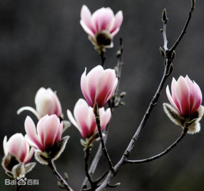 望春玉兰。图片来自网络。