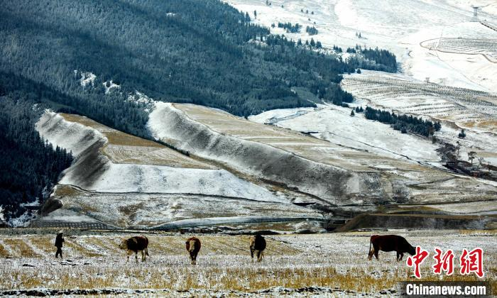 图为悠闲吃草的牛群。　苏金元 摄