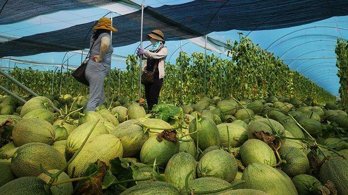 瓜棚里，满地都是摘下的哈密瓜，挑瓜工们需要把这些瓜挑出去装车。图片来源：界面海南 