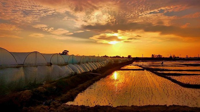 夕阳下的瓜棚 图片来源：界面海南 