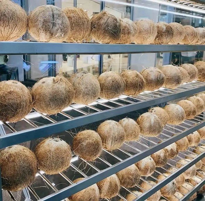 蔻蔻椰门店的椰子展示，图片源自大众点评