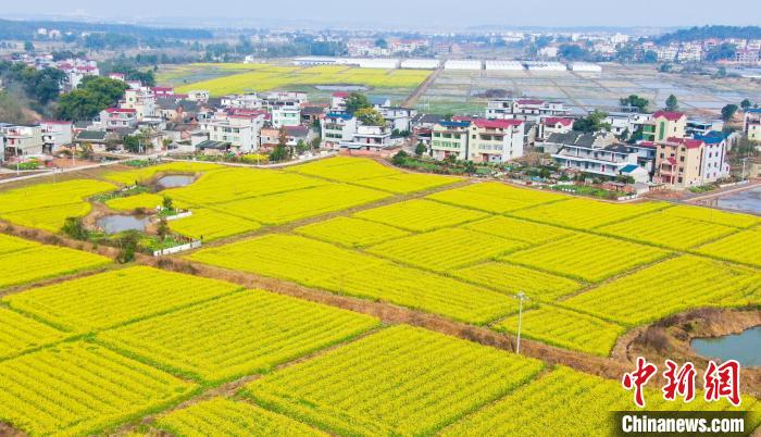 油菜花、房屋、田野，一幅乡村风光图。　李军 摄