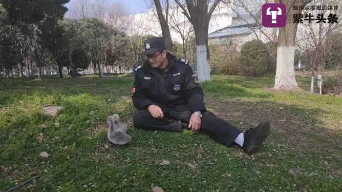 “天鹅奶爸”郭荣明和两只小黑天鹅