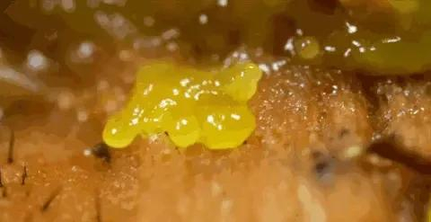 一个神奇的物种,既能生蛋又能生仔,它们是怎么做到的...