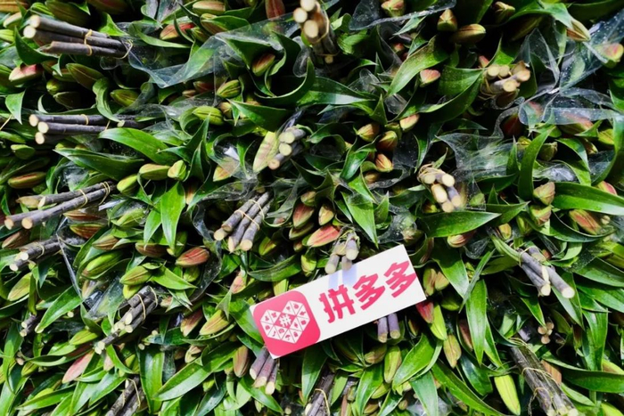 ▲新采摘的百合，两个多小时后，他们将从产地到达昆明的仓库，借由电商平台“飞”向消费者。曲鸣飞/摄