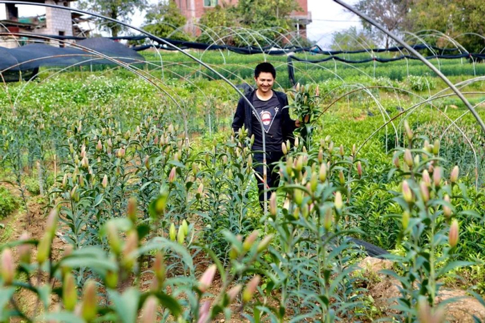 ▲花农正在采收百合。曲鸣飞/摄