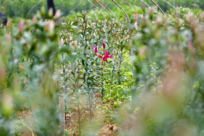▲百合花地里，有的迎风初绽，嫣然含笑；有的含苞待放，半藏半露。曲鸣飞/摄