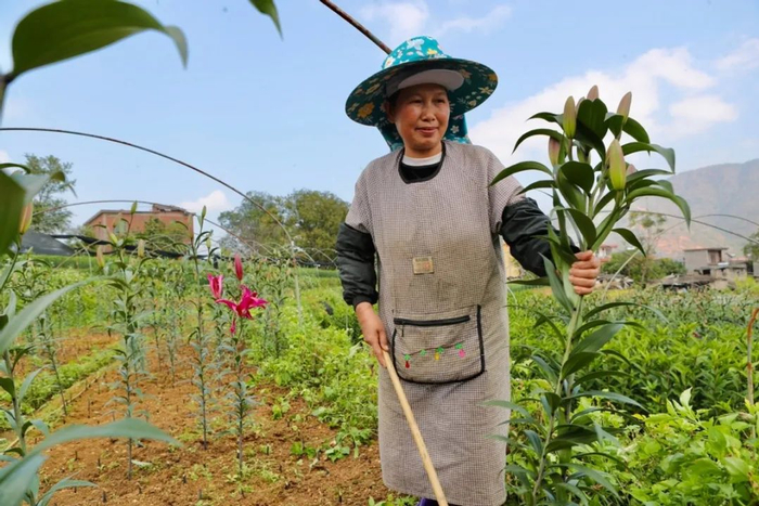 ▲花农正在采收百合。曲鸣飞/摄