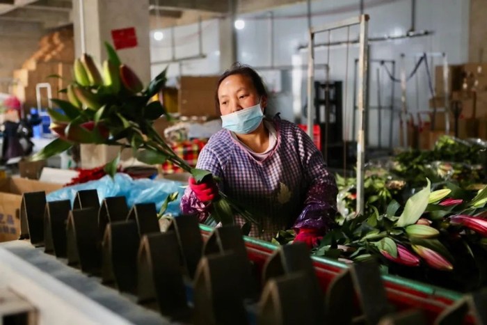 ▲电商店铺工作人员正在对刚送到的百合进行分拣，将好品质的鲜花送到消费者手中。曲鸣飞/摄