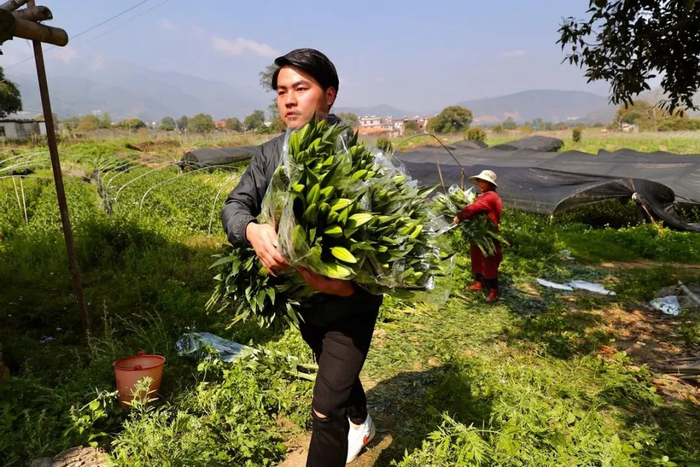 ▲赵俊宇正将采收的百合搬运上车，准备运往昆明，通过新电商平台销售。曲鸣飞/摄