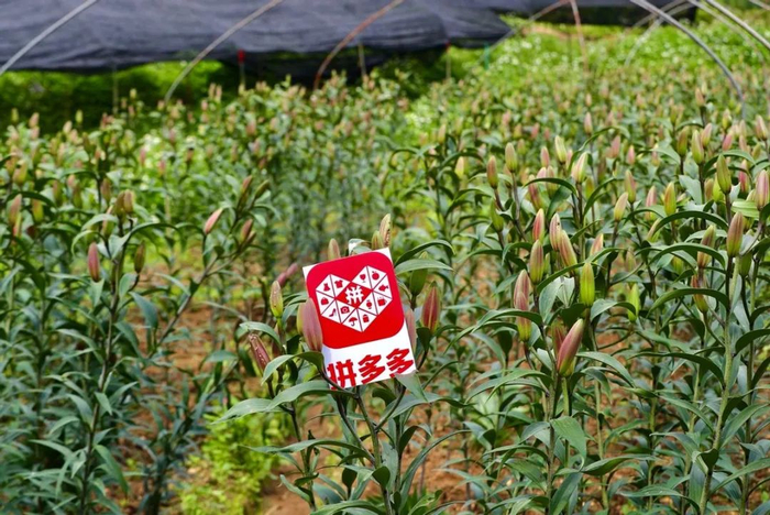 ▲拼多多“农地云拼”模式，将云南的鲜花直接推向城市消费者。曲鸣飞/摄