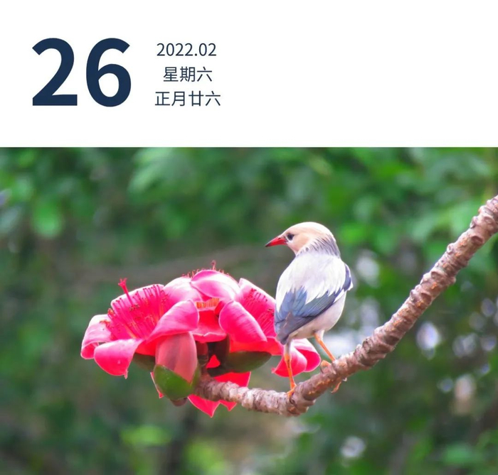 广州黄埔南岗，春雨淅沥木棉盛开，鸟儿与花争艳。登围墙 摄