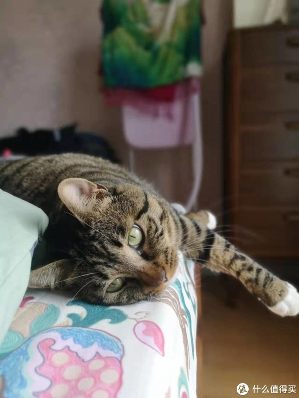 养猫新手必看的11条建议——流浪猫领养攻略+实用避坑指南+亲测好物分享!(吐血整理!速速码住!)
