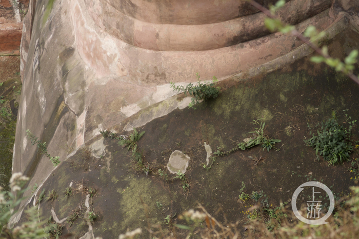 ▲2月23日，四川乐山，经过2019年整修的乐山大佛本体再次出现生物危害。摄影/上游新闻记者 沈度