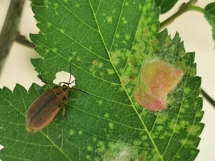 一只甲虫静静地等待虫瘿