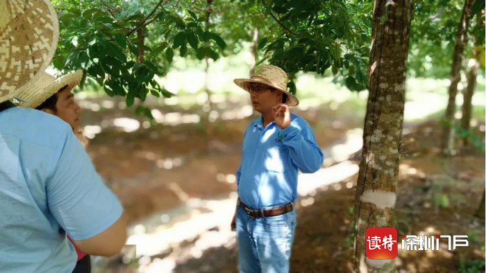 ▲甘学德（右）生前在柬埔寨橡胶林里指挥工作。广东省农垦集团公司供图