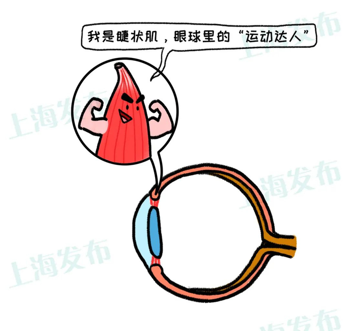 在看不同距离的物体时，