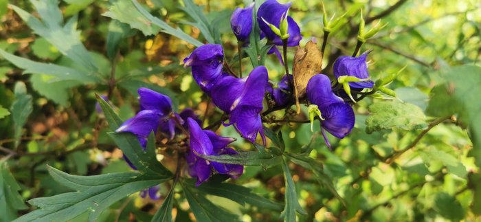 荒野盛开的乌头花