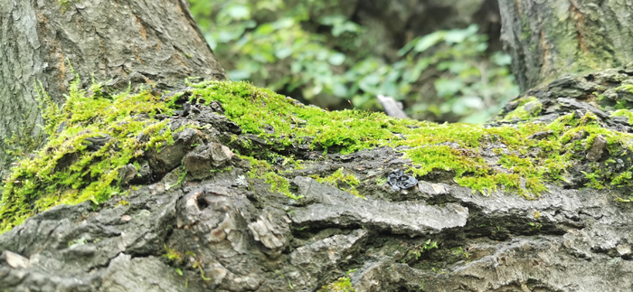 百花山林荫处的苔藓