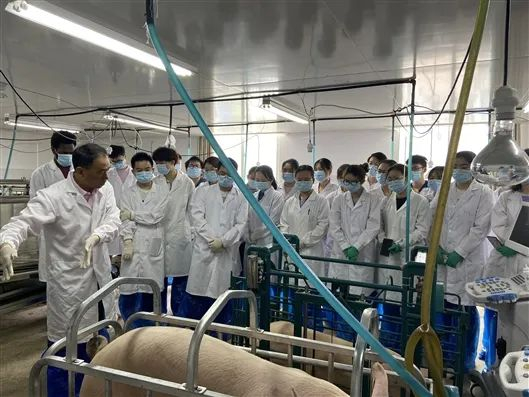 黄瑞华教授（左一）指导后备猪选择及测定的意义与方法。受访者供图
