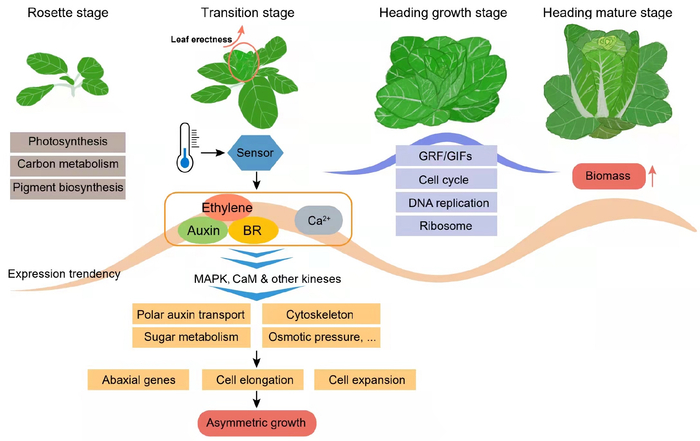 大白菜结球过程的转录动态调控模型。中国农科院供图