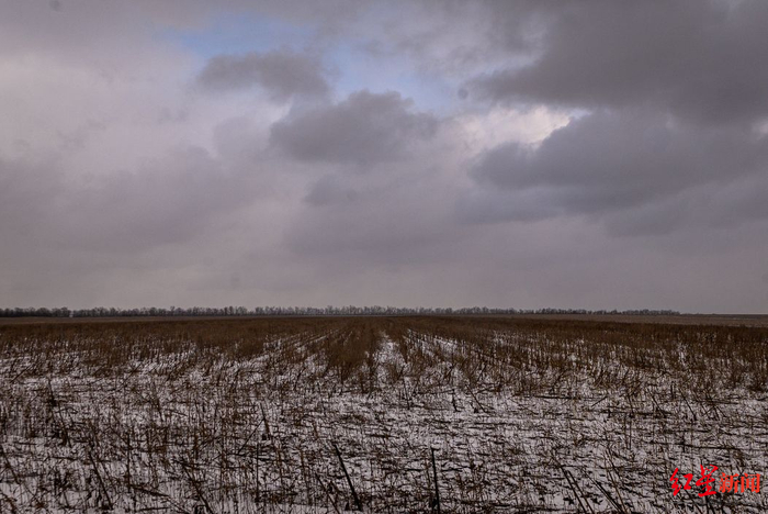 ▲乌克兰郊外的向日葵田