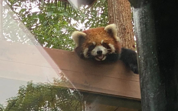 ▲2021年6月22日，被解救的小熊猫安置在雅安的一个动物园。新京报记者杨雪 摄。