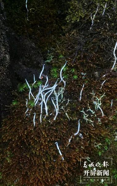 资料来源：科普中国