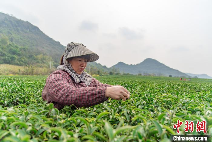 采茶给归侨和侨眷提供了劳务收入。　王以照 摄